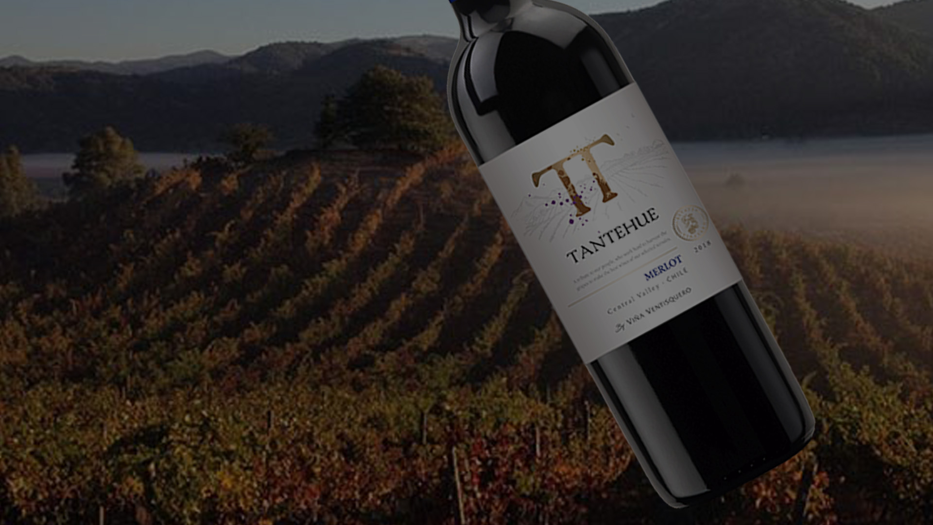 Procurando por um vinho com ótimo custo-benefício e perfeito para o dia a dia?